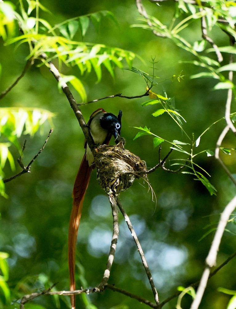 Photograph by ANEESH BHASKARAN