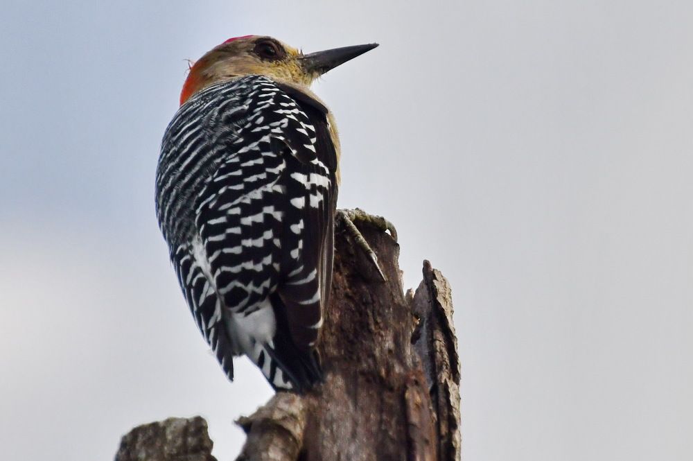 Photograph by Marzio Fattorini