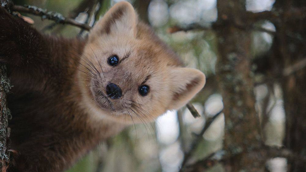 Photograph by Оксана Батракова