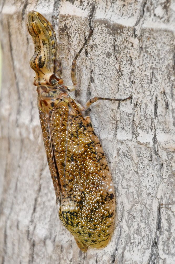 Photograph by Marzio Fattorini