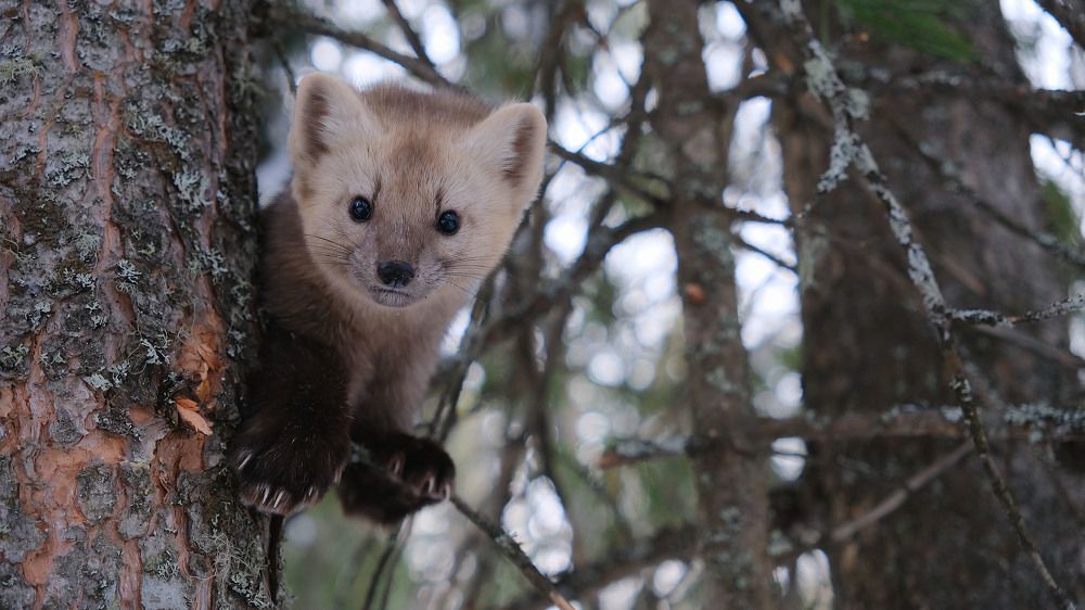 Photograph by Оксана Батракова