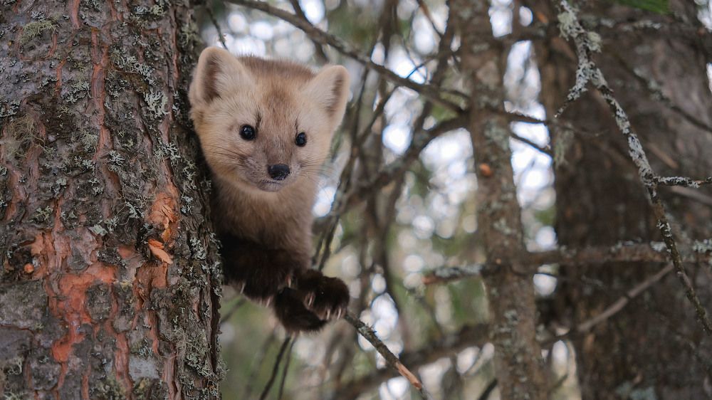 Photograph by Оксана Батракова