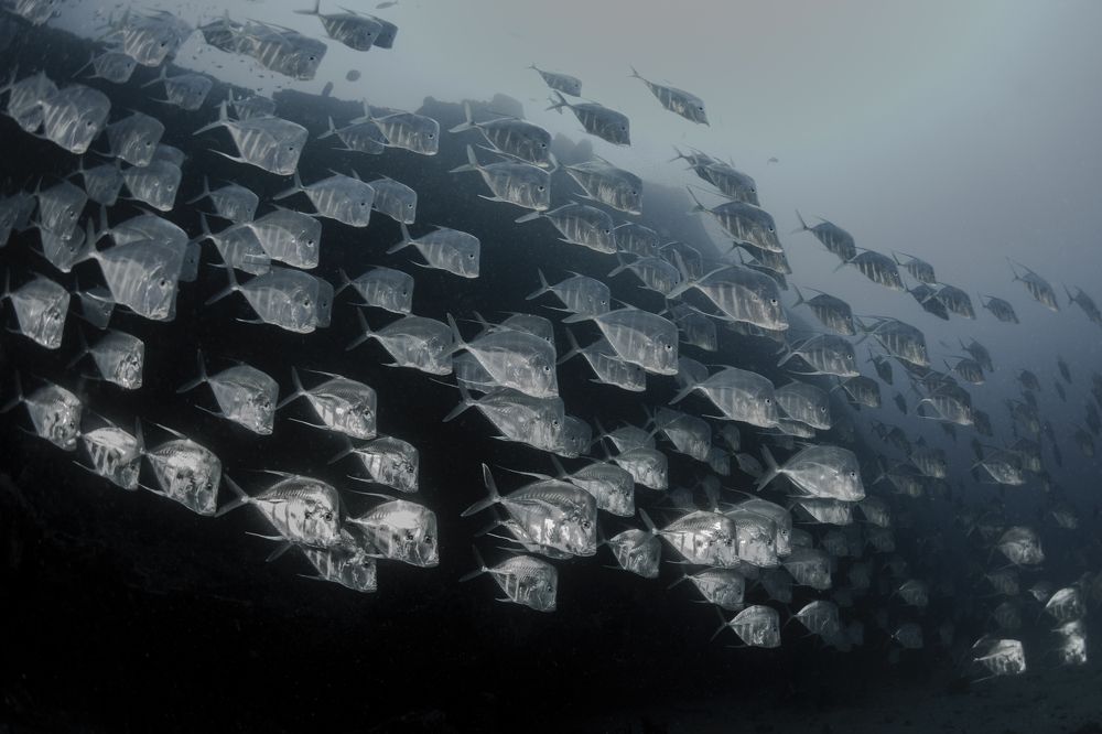 Photograph by ANTONIO RUVER BANDEIRA