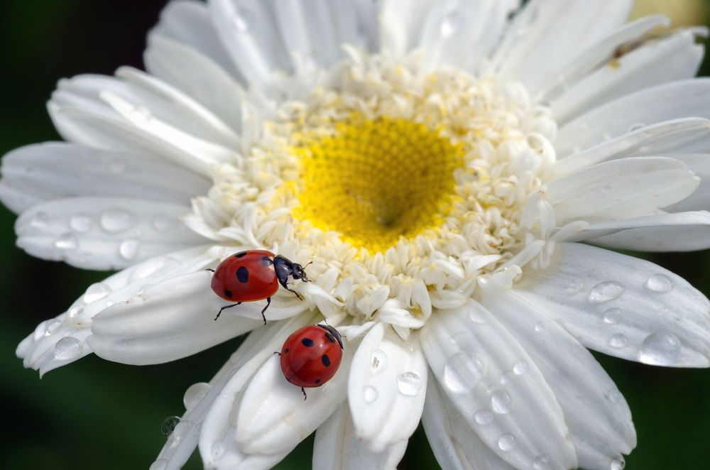 Фотография автора Юрий