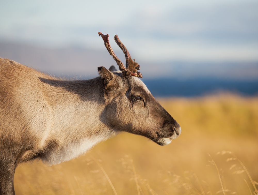 The young reindeer`s focus
