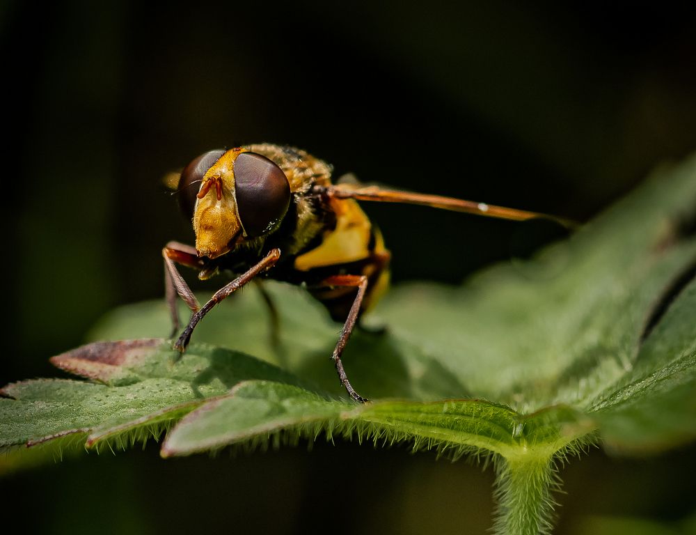 Фотография автора Виктор Парщиков