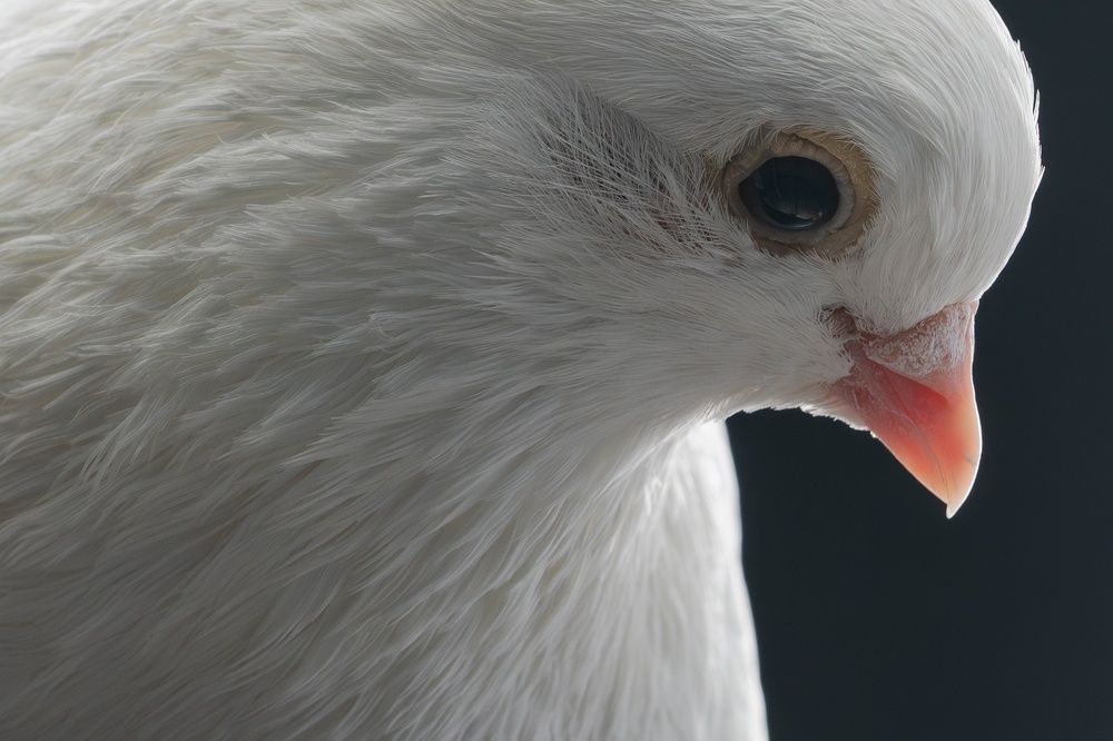 Photograph by Евгений Студитский