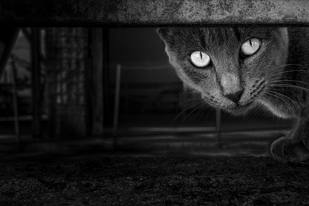 Photograph by Sven Svensøn