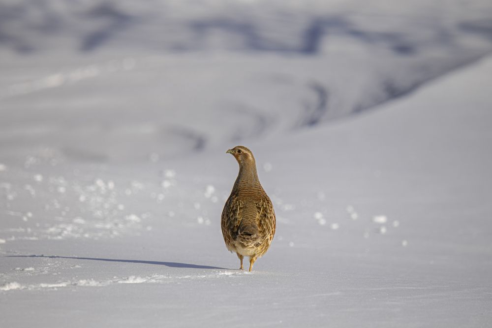 Photograph by Елена