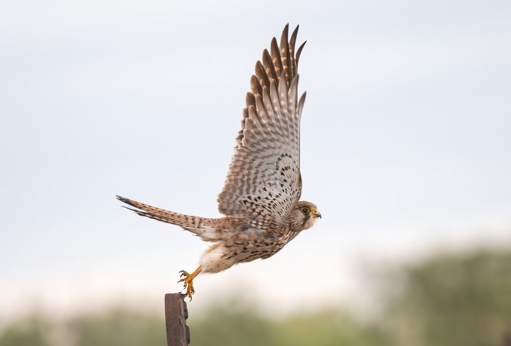 Falco tinnunculus in flight