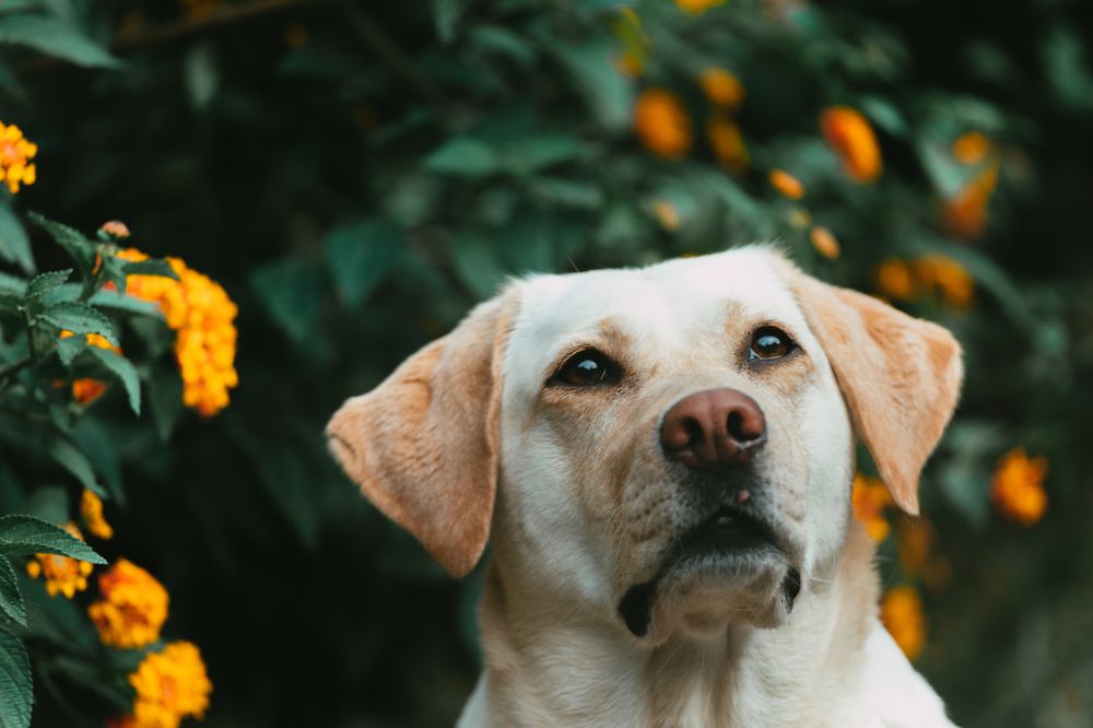 Photograph by Dinesh Umagiliya