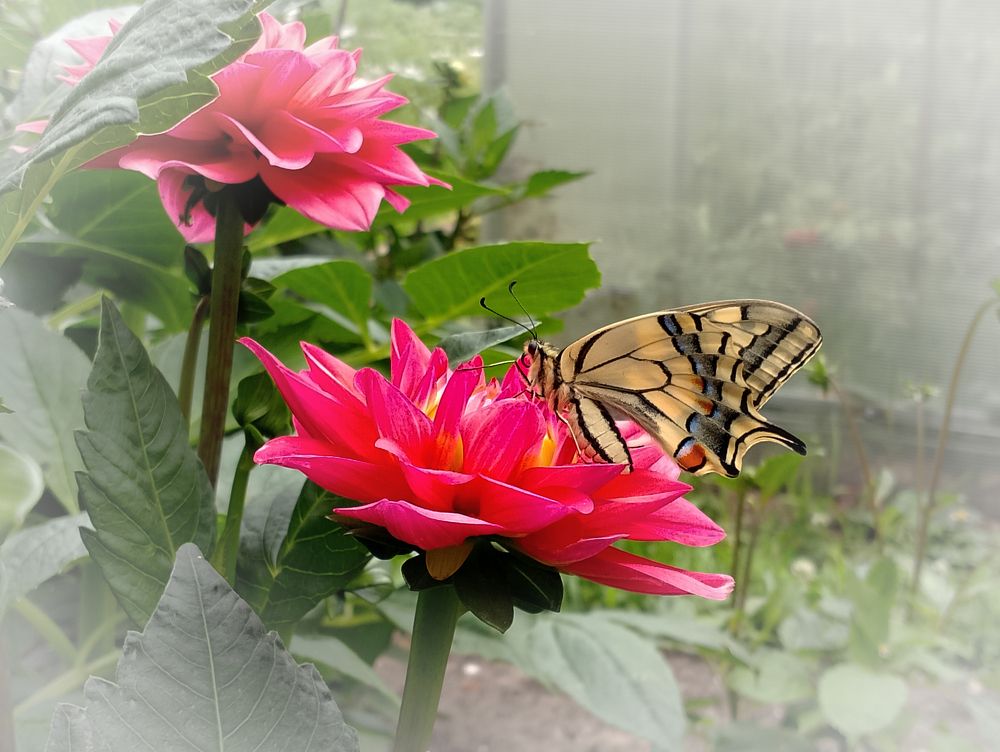 Фотография автора Юлия Кранина