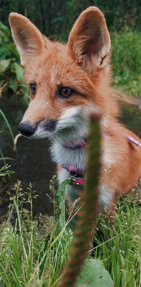 Фотография автора Юлия Кучеренко