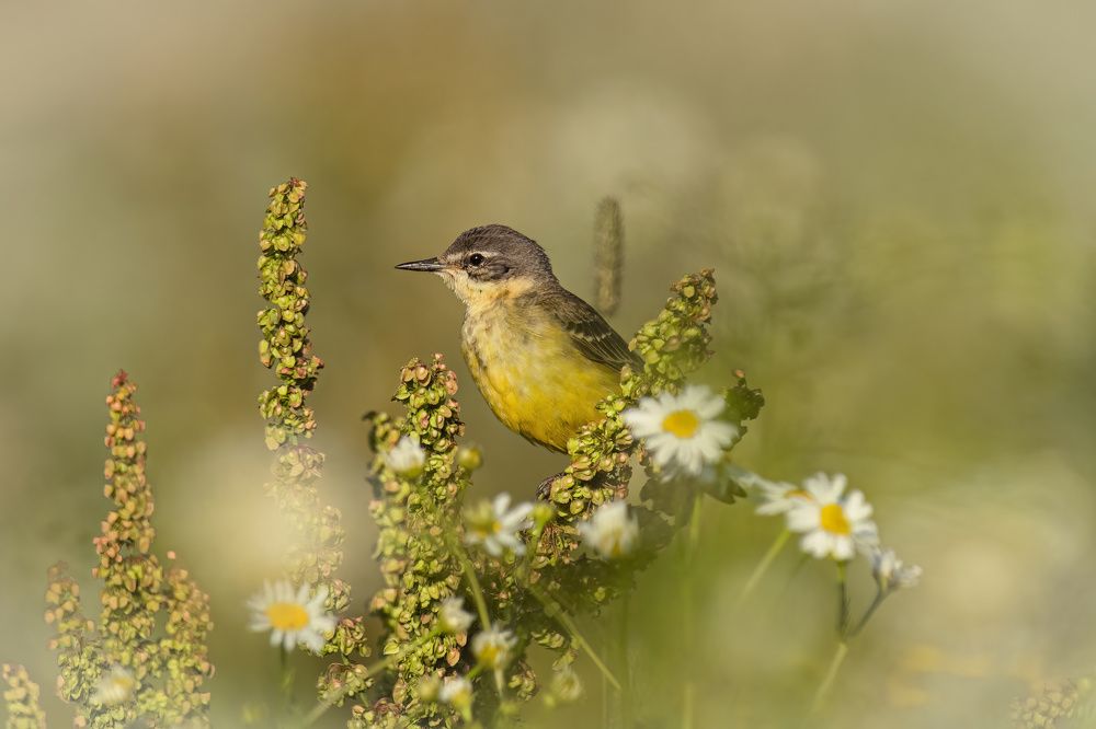 Photograph by Елена