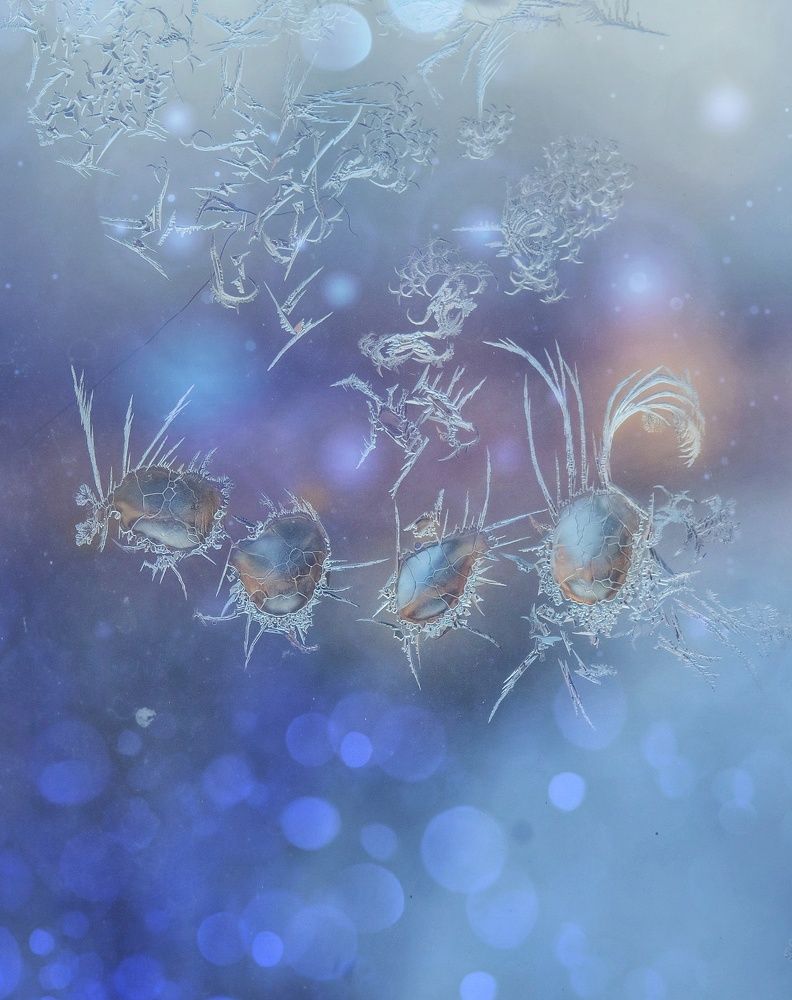 Photograph by Дина Чаица