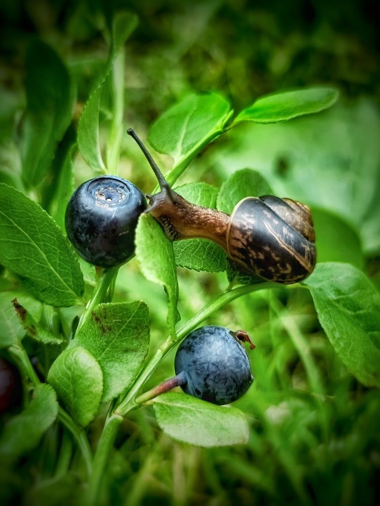 Photograph by Дина Чаица