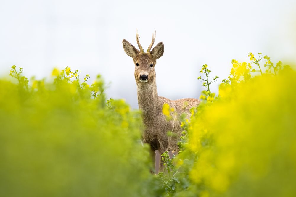 Photograph by Slobodan Botoški