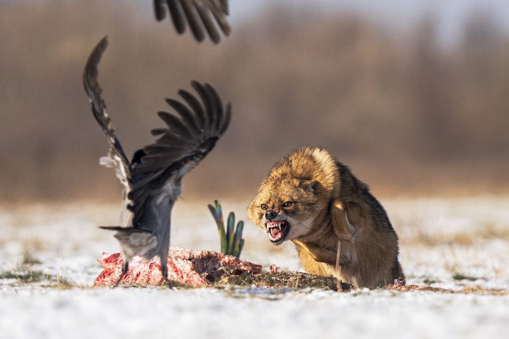 Photograph by Slobodan Botoški