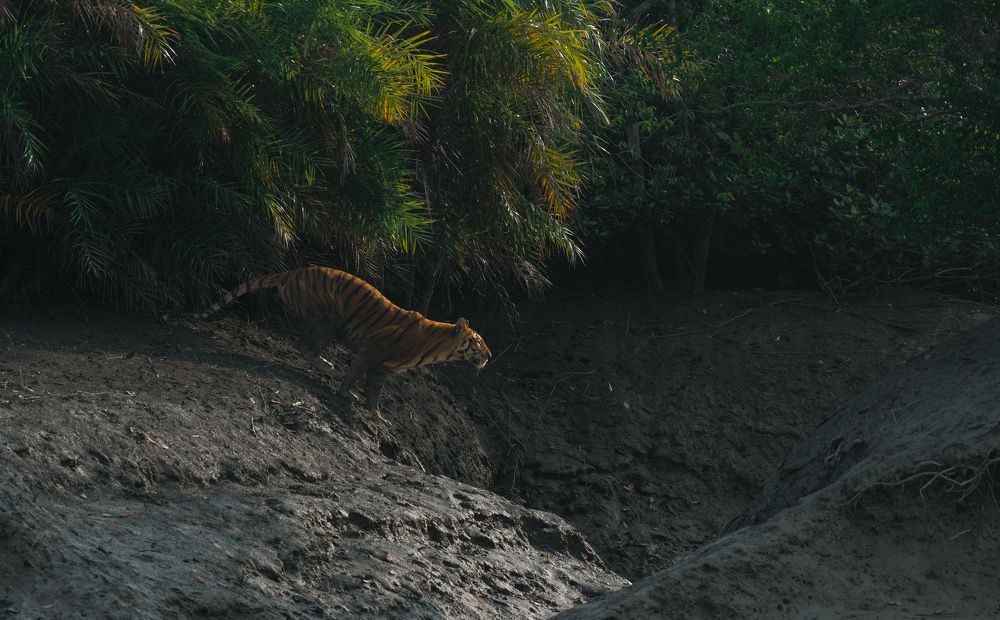 The  Royal Bengal Tiger