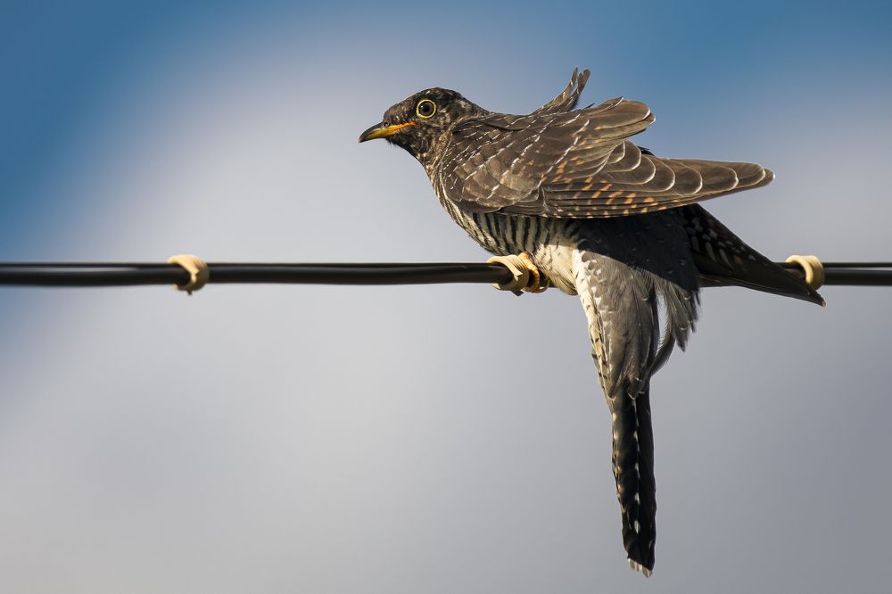 Photograph by Елена