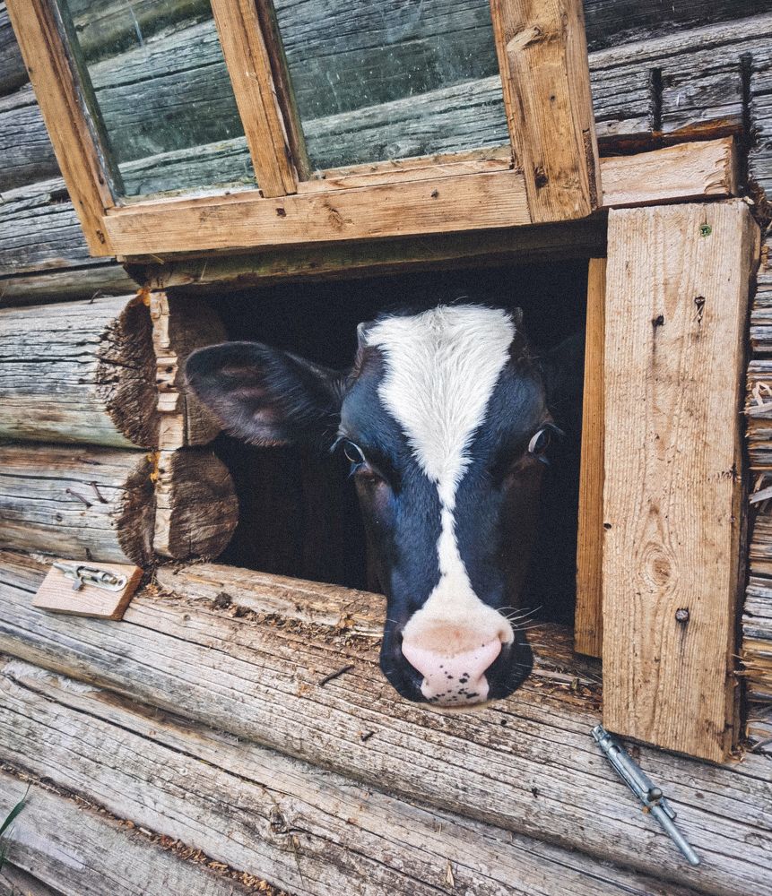 Photograph by Светлана Перминова