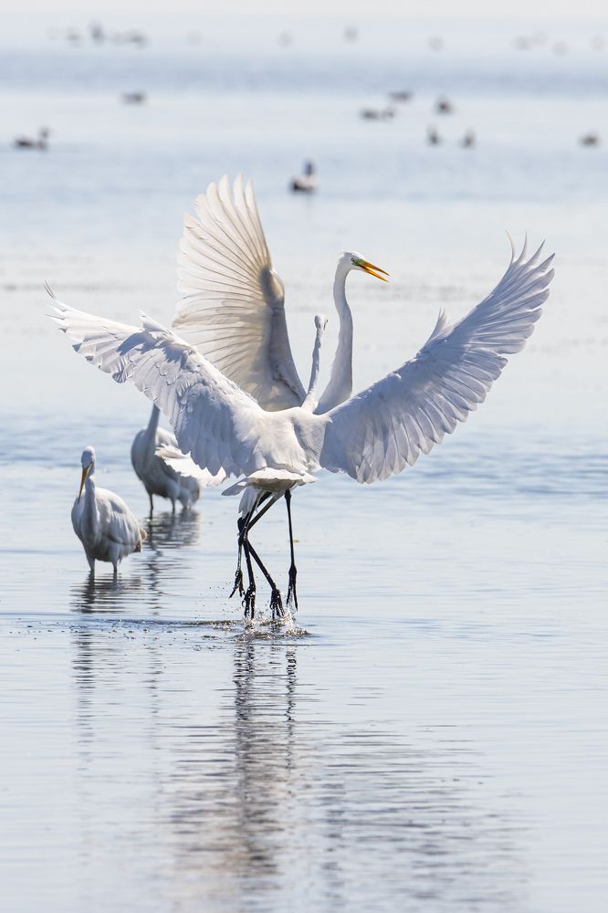 Большие белые цапли