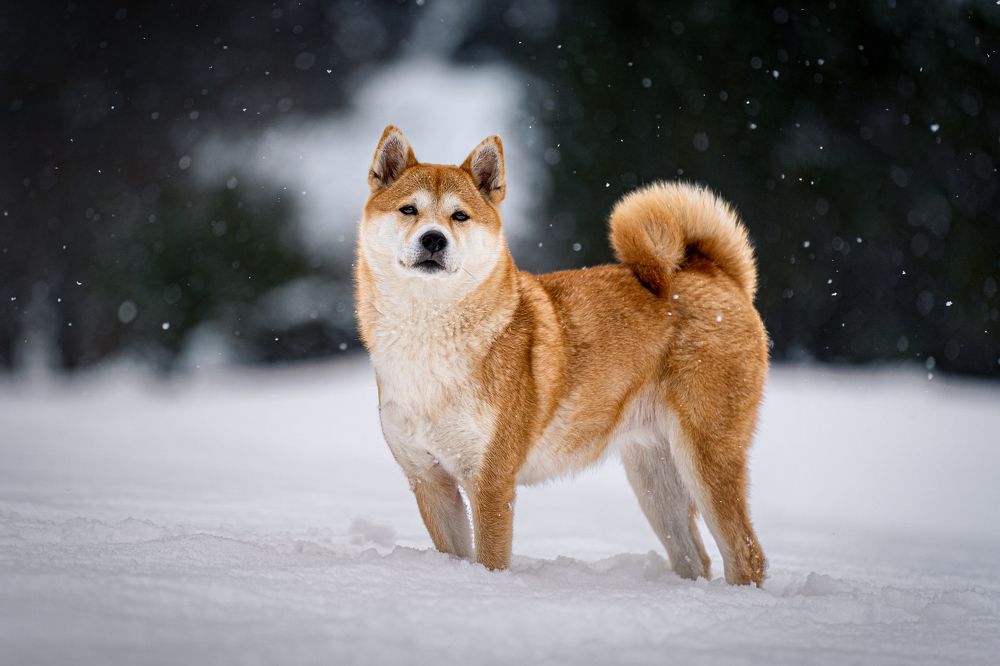 Фотография автора Krisztián Csalami