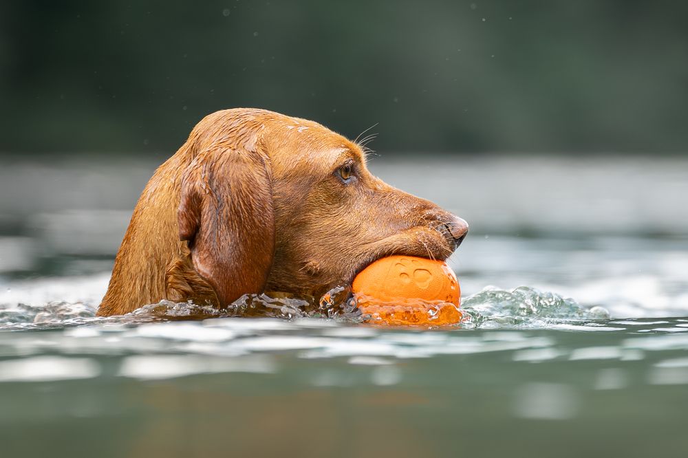 Photograph by Krisztián Csalami