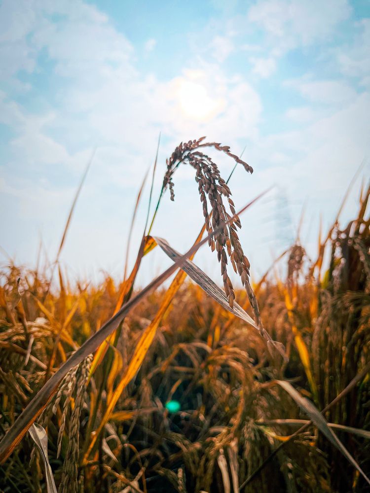 Photograph by Nsaivarun