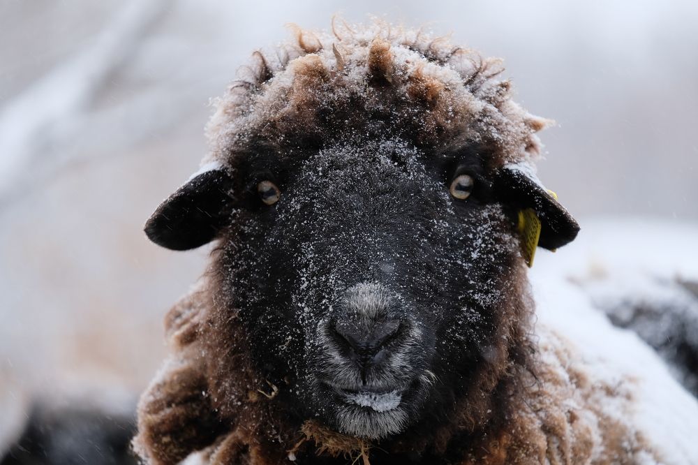 Photograph by Виталий Сизов