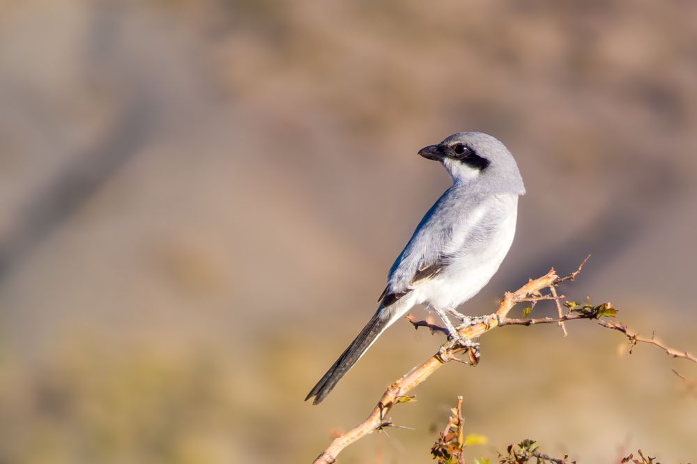 Great Grey Shrike