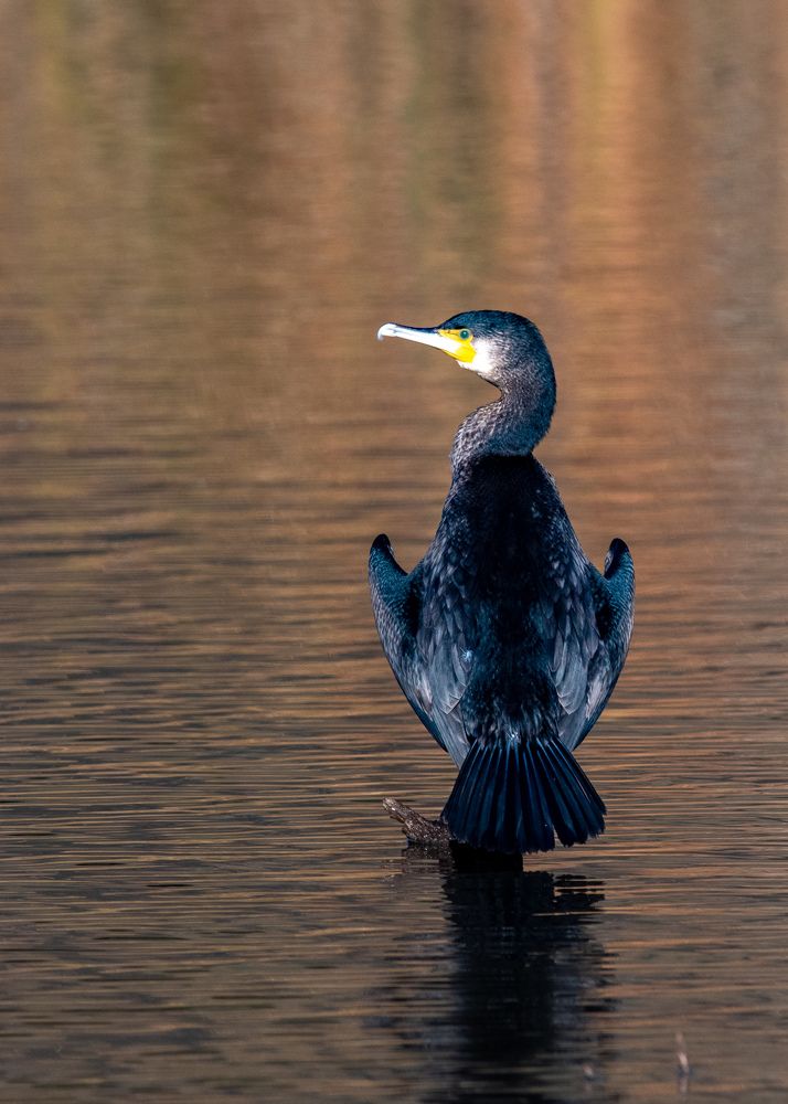 Great Cormorant