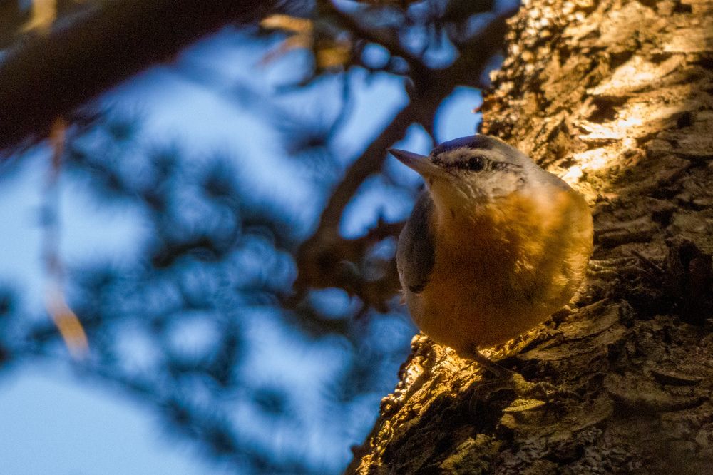 Algerian nuthatch