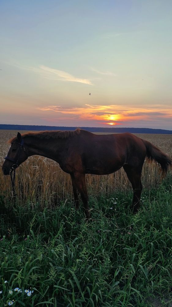 Photograph by Светлана Сафонова