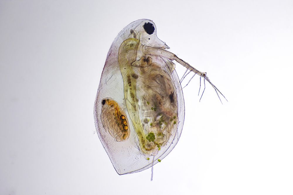 Daphnia