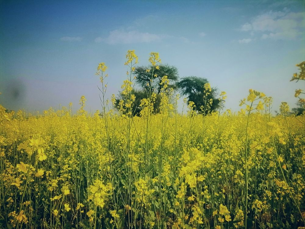 Photograph by Abdul Ghani