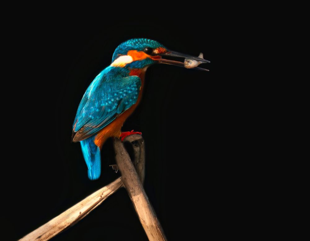 Photograph by G N RAJA