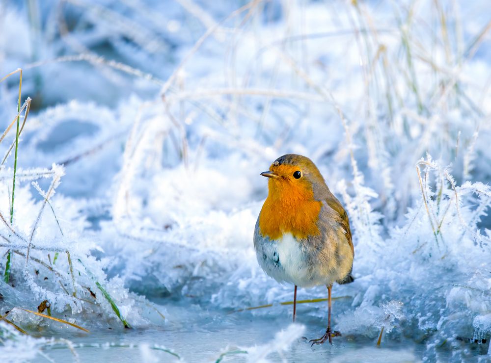 Photograph by Михаил Ездаков