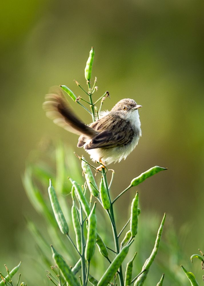 Photograph by Md Matiur Rahman