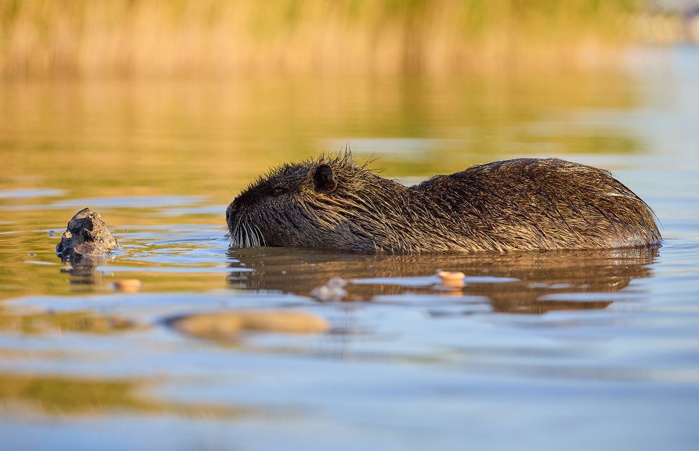 Photograph by Роман Гудзь