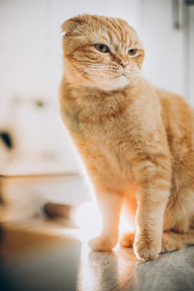 Photograph by Олеся Лесная