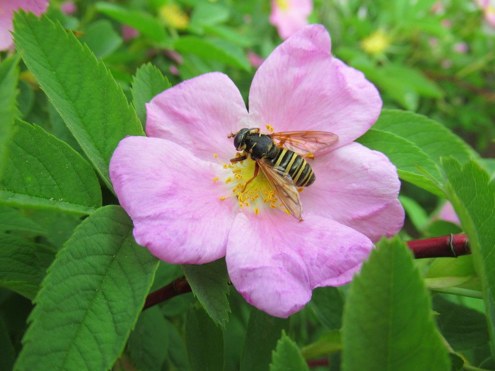 Шиповник и муха