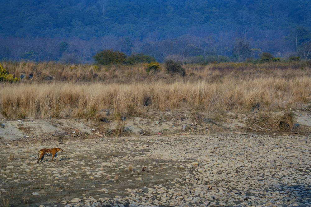 Queen in her habitat