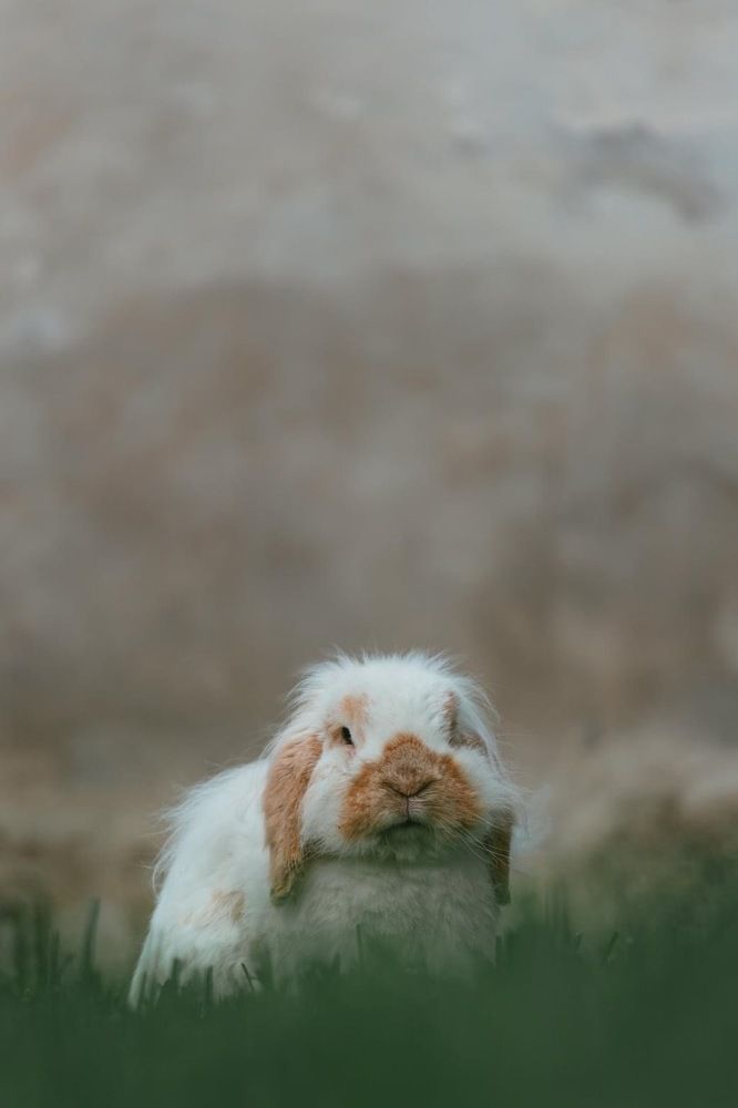 Photograph by Dinesh Umagiliya