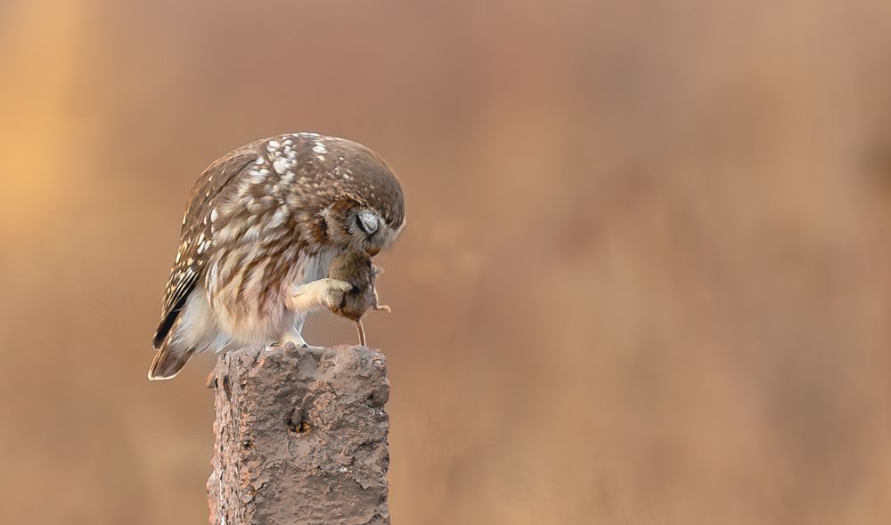 Little owl with prey