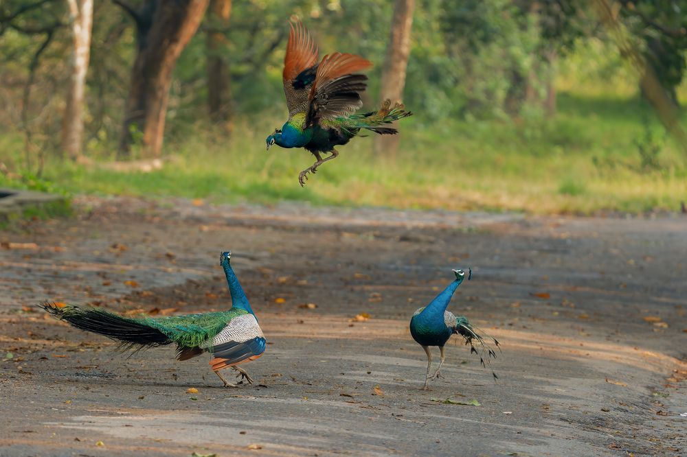 Survival of the Fittest