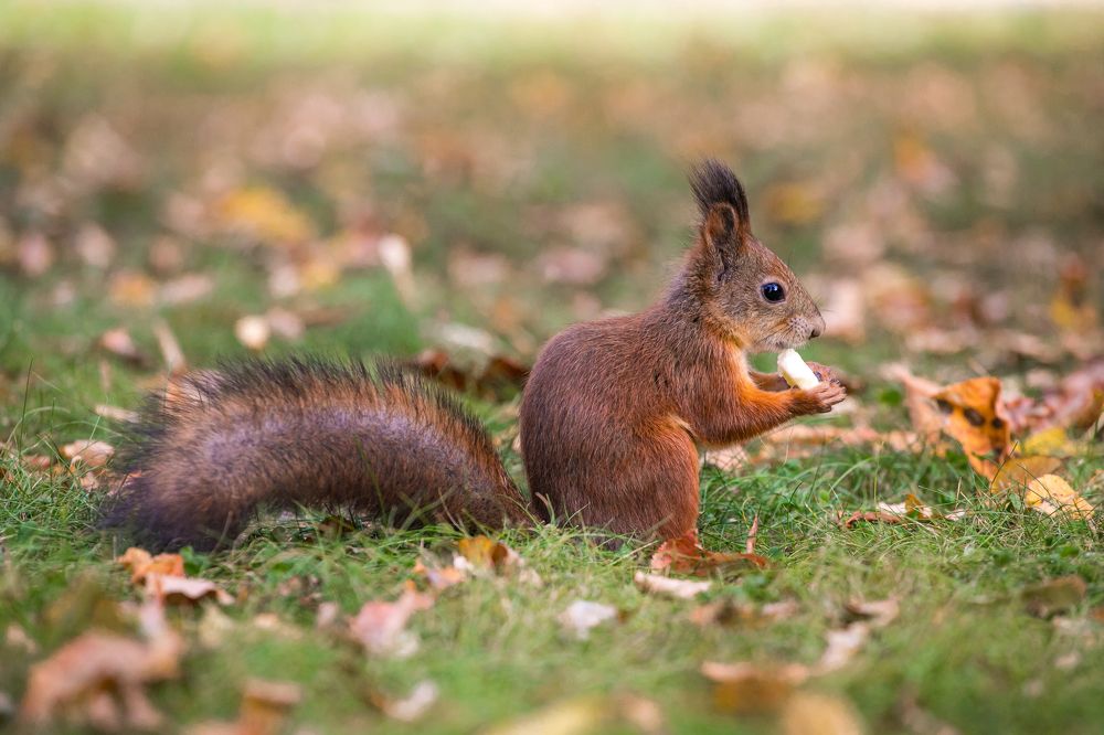 Фотография автора Марат Габидуллин
