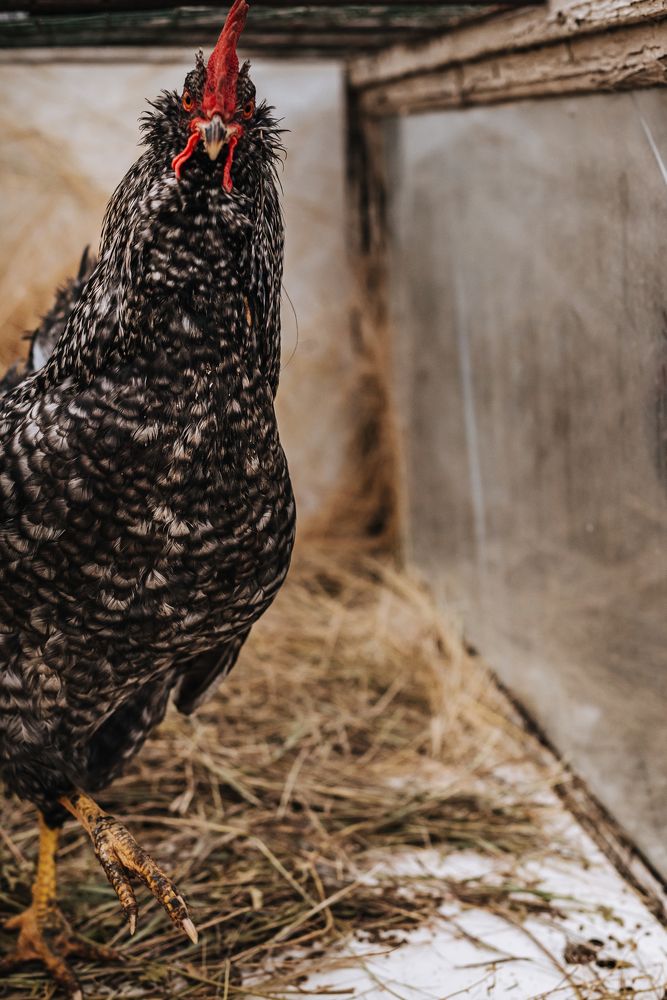 Фотография автора Карина Шарова