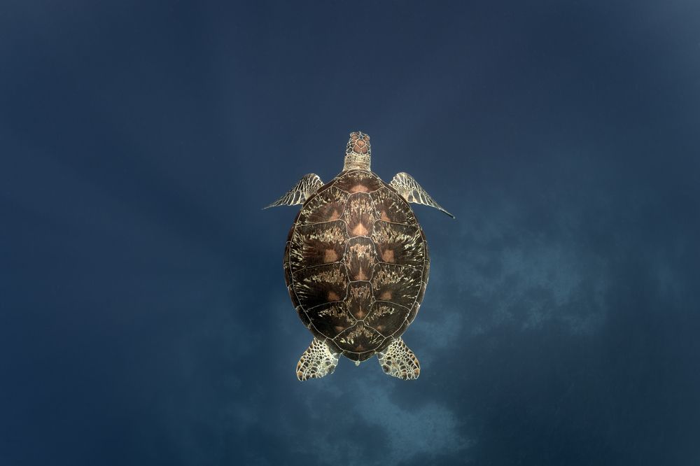 Photograph by Савин Андрей