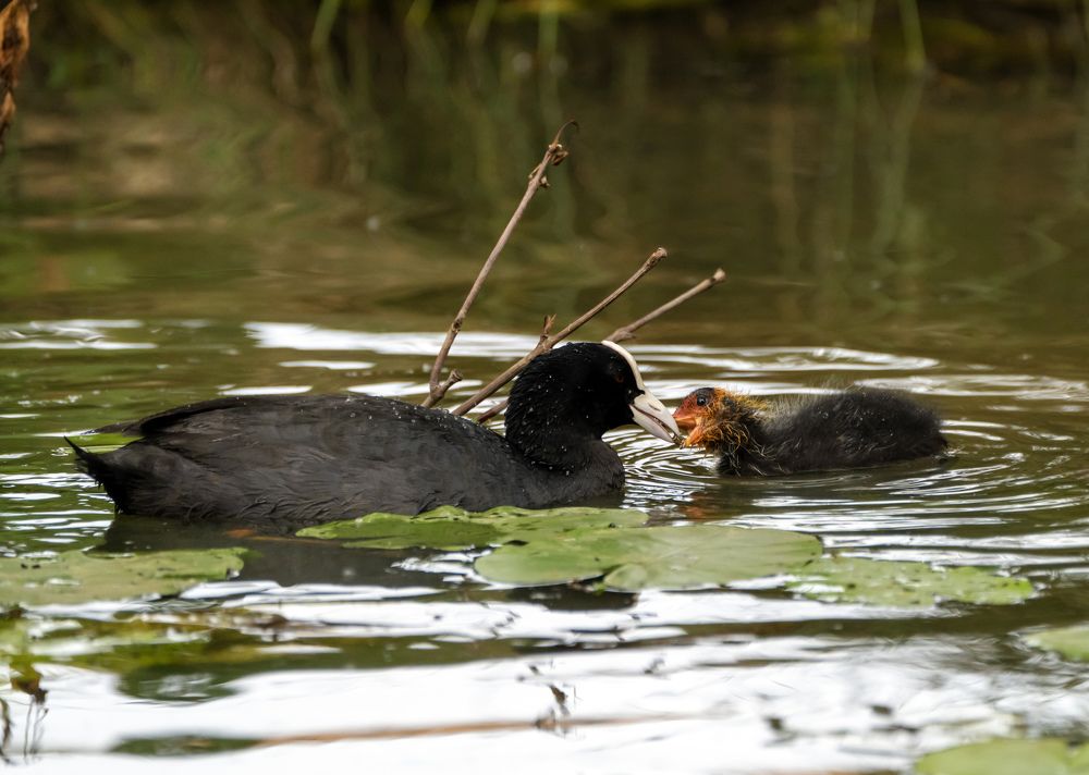 Photograph by Veysi ARCAGÖK